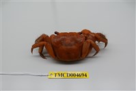 藏品(中型東方蟹)的圖片